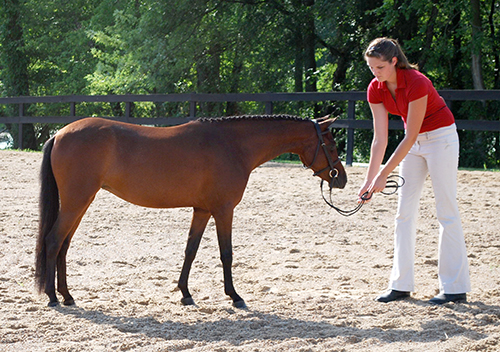 Caspian Mare