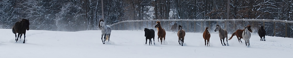Caspians in Snow