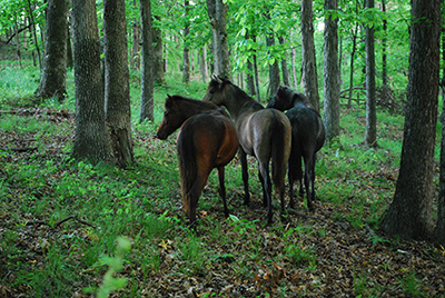 Caspians in the woods