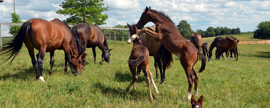 Mares and foals on pasture