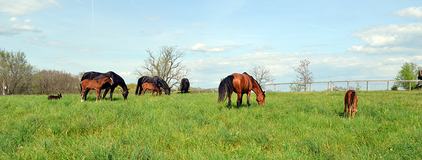 Mares and Foals