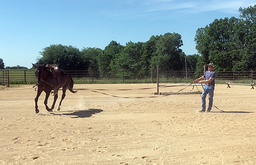 Nick Ivanovitch horse trainer